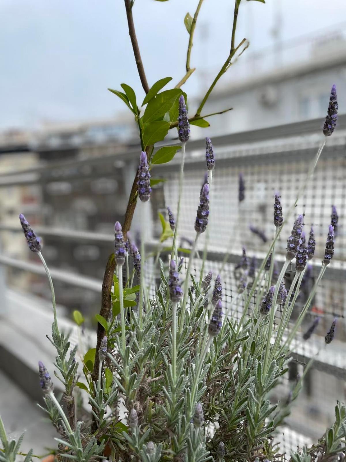 Domus City Apartment With Wonderful Balcony Salonicco Esterno foto